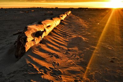 Log at sandy beach during sunset