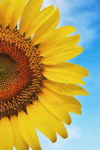 Close-up of sunflower