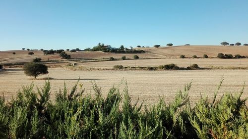 Scenic view of field against clear blue sky