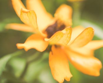 Close-up of yellow flower