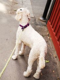 Dog standing on footpath