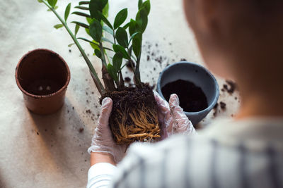 Replanting a zamiokulkas flower, woman's hands holding homeplant