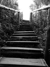 Staircase in forest