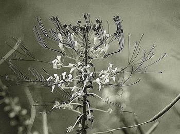 Close-up of plant