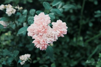 Close-up of flowers blooming outdoors