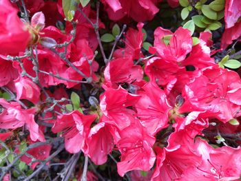 Close-up of fresh pink flowers
