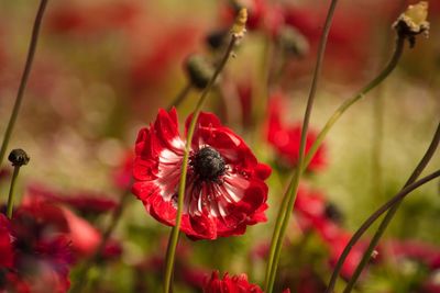 Close-up of red flowering plant