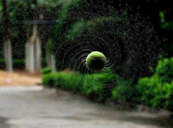 Close-up of water drops on tree