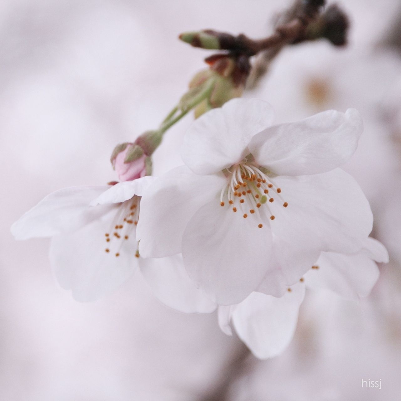 flower, freshness, petal, fragility, growth, flower head, white color, beauty in nature, close-up, focus on foreground, nature, blooming, selective focus, blossom, stamen, pollen, in bloom, bud, plant, springtime