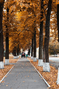 Road amidst trees during autumn