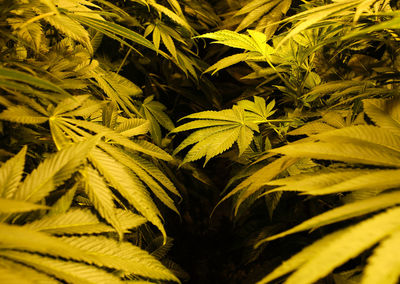 Illegal marijuana planting indoors at home