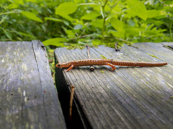 Close-up of lizard on wood