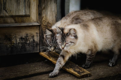 Close-up of a cat looking away