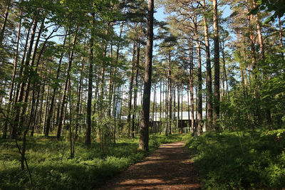 Trees in forest
