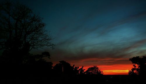 Silhouette of trees at sunset