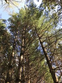 Low angle view of trees in forest against sky