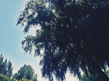 Low angle view of trees against sky