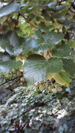 Close-up of leaves on plant