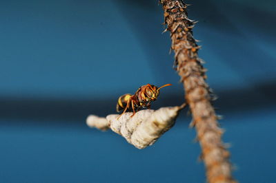 Close-up of bee