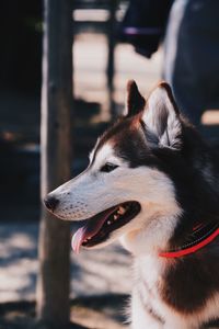 Close-up of a dog looking away