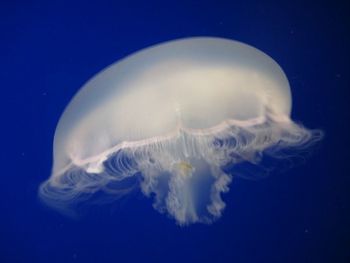 Close-up of jellyfish