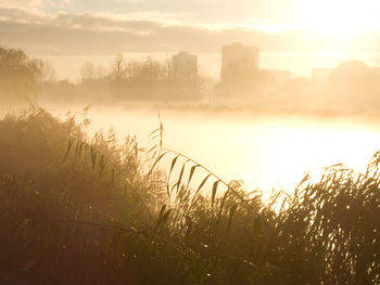 Plants growing on land against sky during sunset