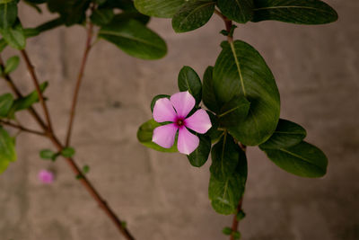 Close-up of pink flowering plant