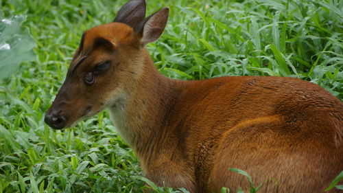 Close-up of a horse on field