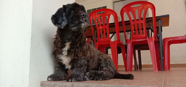 Dog looking away while sitting on chair against wall