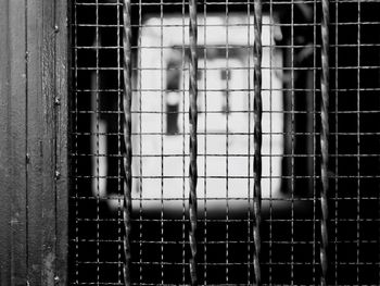 Close-up of bird in metal grate