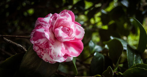 Close-up of pink flower