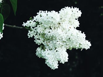 Close-up of white rose blooming against black background