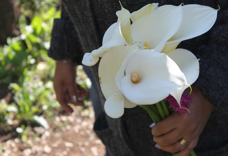 flower, petal, flower head, fragility, white color, freshness, growth, beauty in nature, blooming, nature, close-up, focus on foreground, plant, single flower, holding, white, person, high angle view