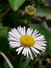 Close-up of white flower blooming outdoors