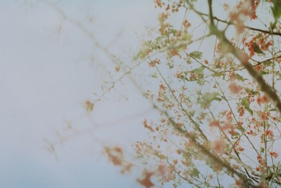 Low angle view of white flowering tree