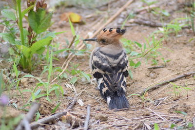 Close-up of a bird on field