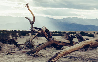 Driftwood on tree by mountain against sky