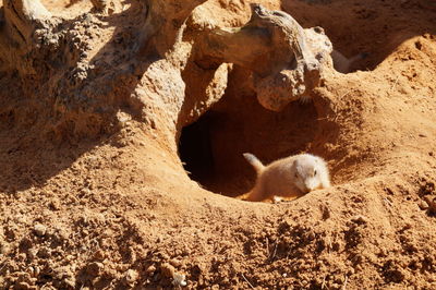 High angle view of rodent in hole