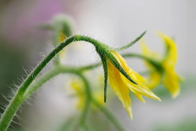 Close-up of plant