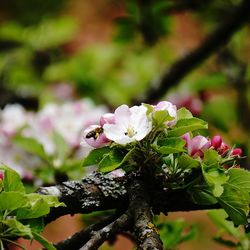 Close-up of pink flowers blooming in garden