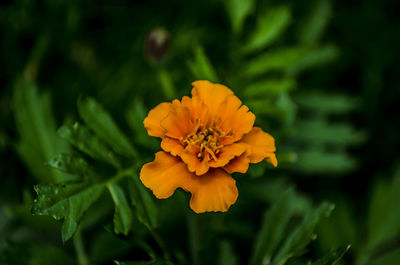 Close-up of orange marigold flower