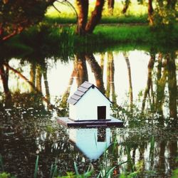 Reflection of trees in water