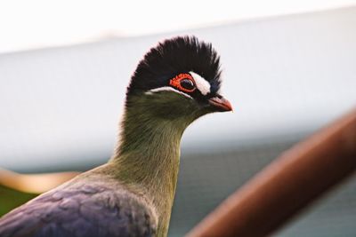 Close-up of bird against sky