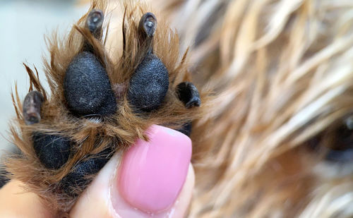 Close-up of a human hand