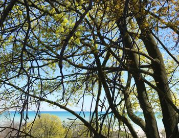 Low angle view of tree in forest