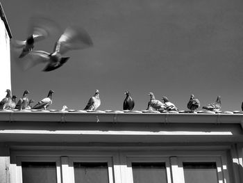 Seagulls flying against the sky