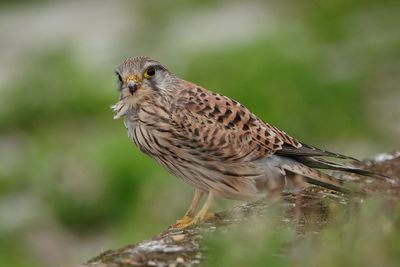 Close-up of a bird perching on a tree