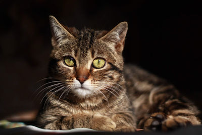 Close-up portrait of tabby cat against black background