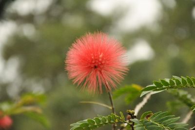 Close-up of red flowering plant
