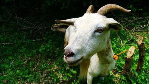 Sheep on grassy field